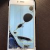 本日のiPhone6S フロントパネル交換修理 茨城店（17/5/29）